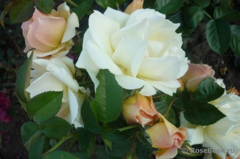  - Hansestadt Rostock