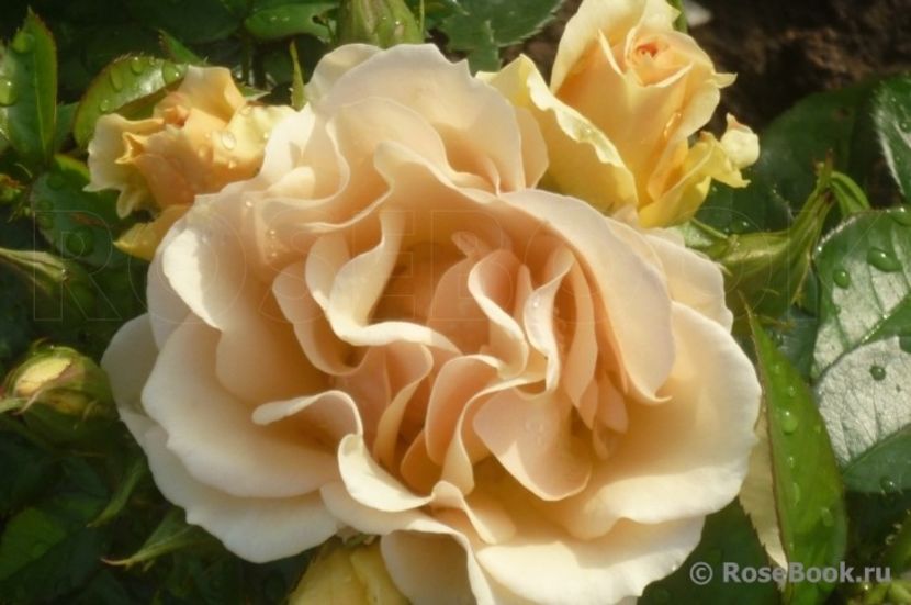  - Hansestadt Rostock