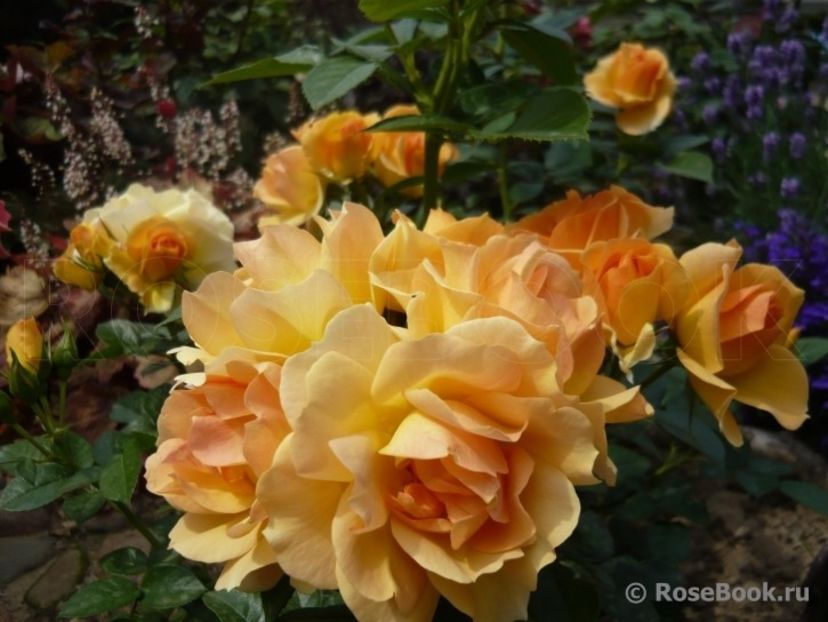  - Hansestadt Rostock