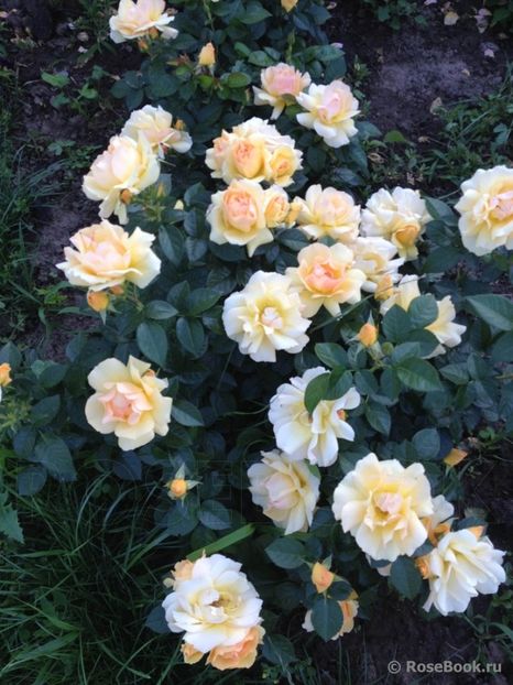  - Hansestadt Rostock