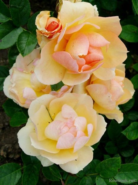  - Hansestadt Rostock