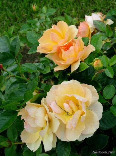  - Hansestadt Rostock