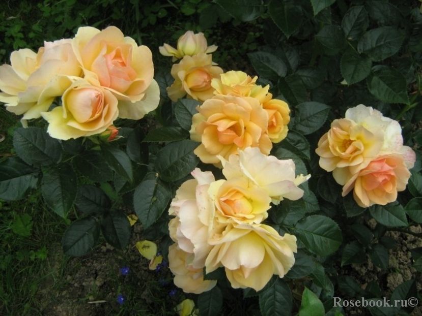  - Hansestadt Rostock