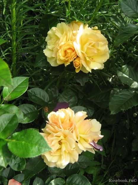  - Hansestadt Rostock