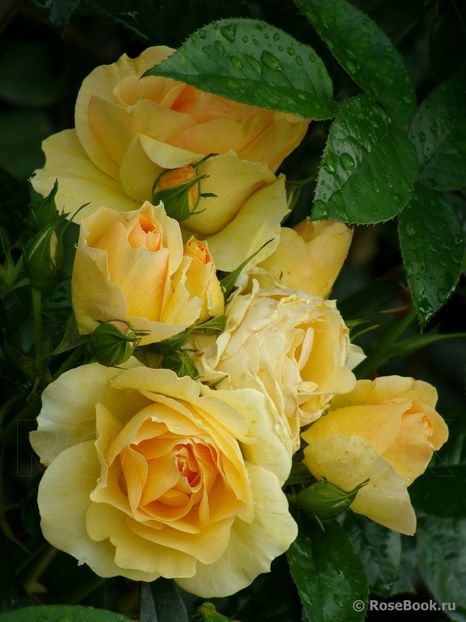  - Hansestadt Rostock