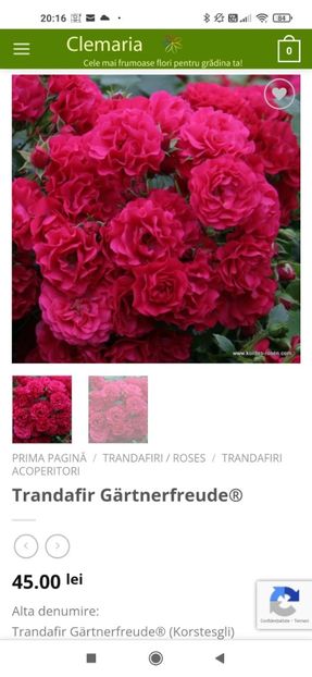 2023_02_01_20.16.21 - Gartnerfreude