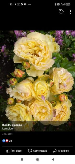 2023_01_31_22.19.51 - Lampion