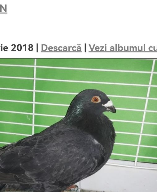 Screenshot_20230221_014735_com.huawei.browser_edit_166717210487060 - A PORUMBEI GUSATI SPANIOLI