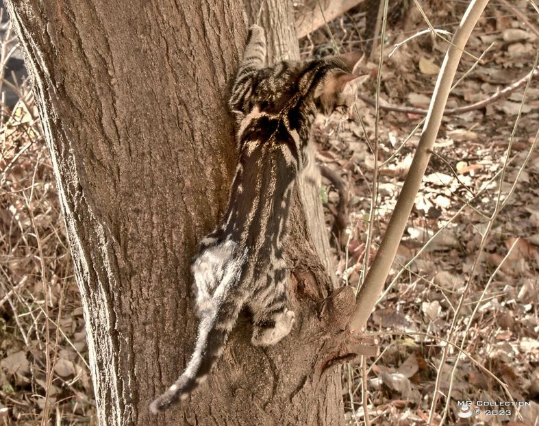 w-Cat 2 - --- PISICI si CAINI - CATS AND DOGS