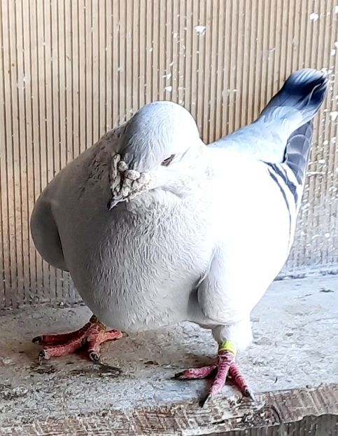  - MATCĂ 2023