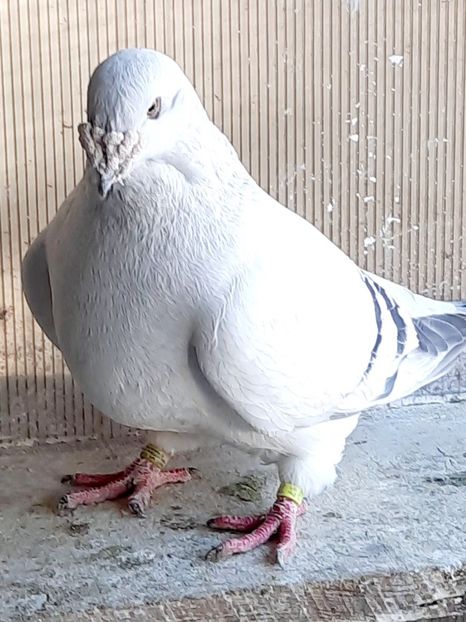  - MATCĂ 2023