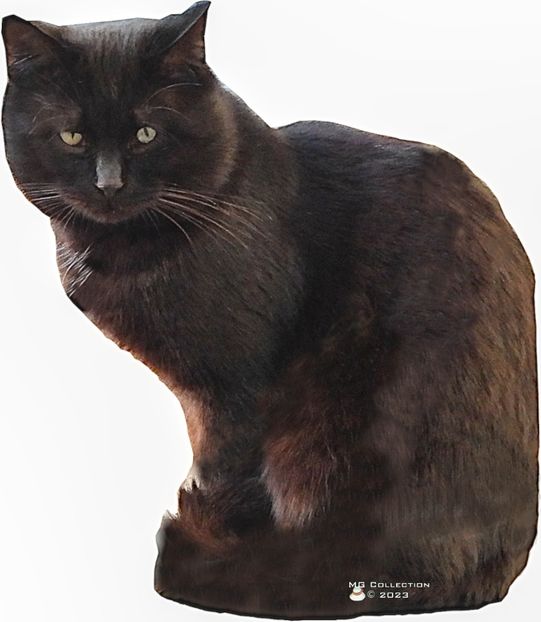 w-cat 2023-1 - --- PISICI si CAINI - CATS AND DOGS