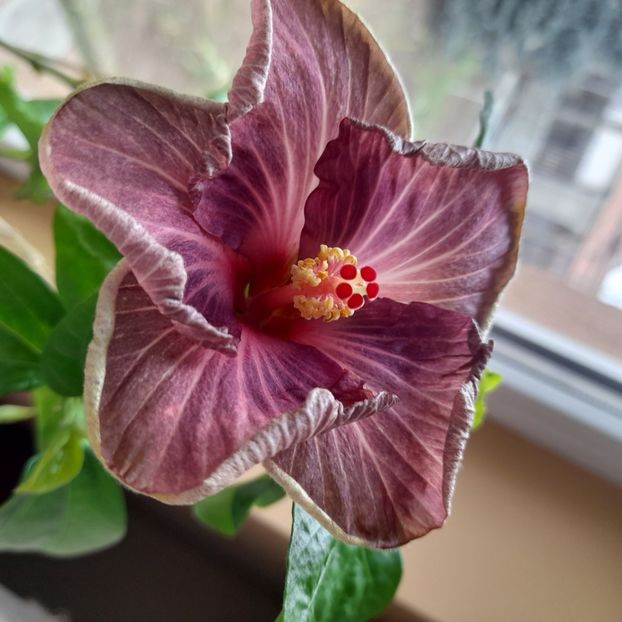 23.02.2023 - HIBISCUSI 2023-1