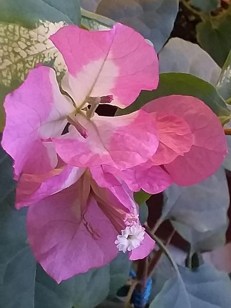  - Bougainvillea