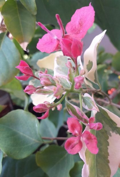  - Bougainvillea