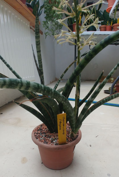  - Sansevieria Megan
