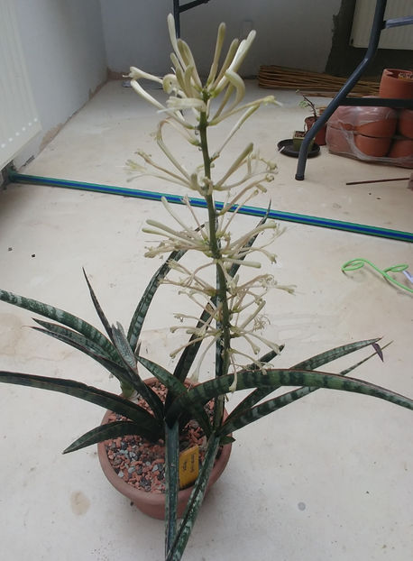  - Sansevieria Megan