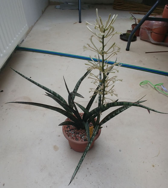  - Sansevieria Megan