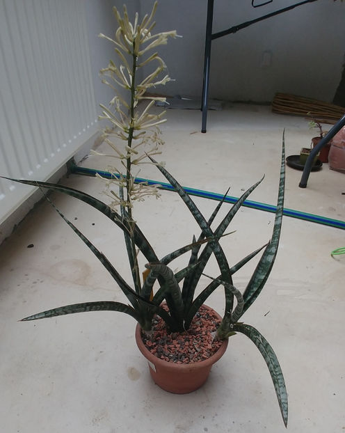  - Sansevieria Megan