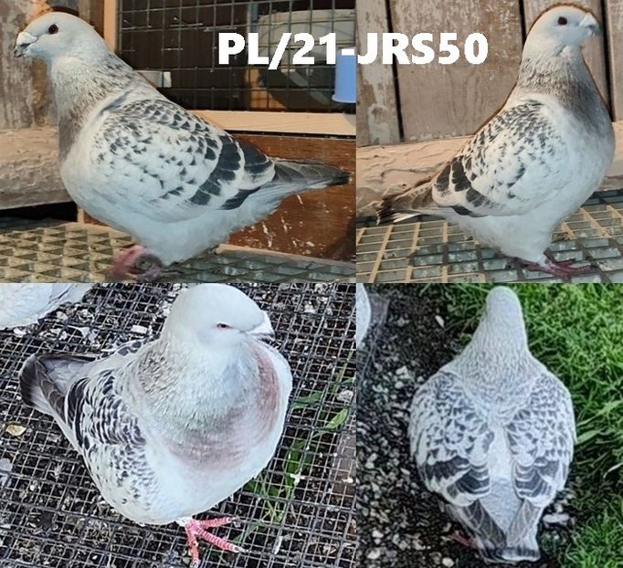 PL/21-JRS50 - b- SAMCE -Males