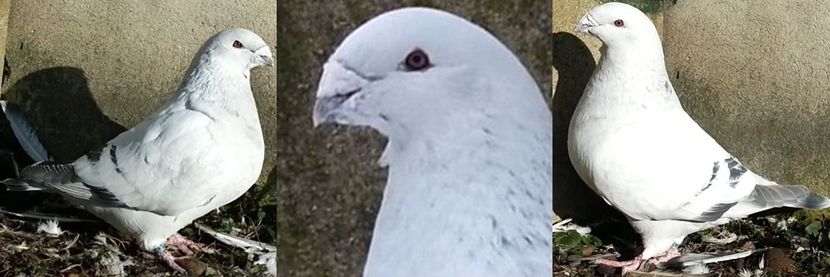 PL/18-JRS25 - b- SAMCE -Males