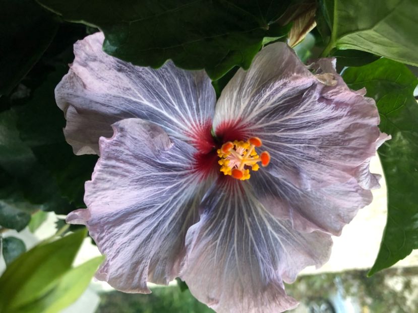 CE9A7813-0D2E-4162-A59C-52383850A599 - Hibiscus