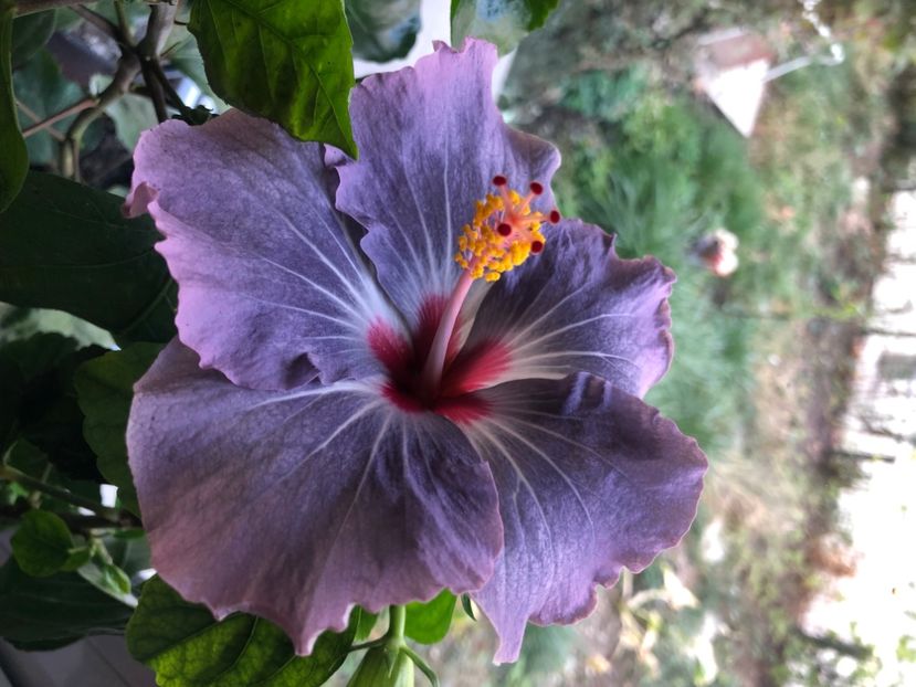 6AF749EF-96D5-4799-8480-1A70B09DF4E1 - Hibiscus