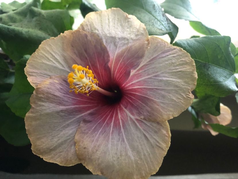 85B408FC-9929-4C2C-8107-66A491756F89 - Hibiscus