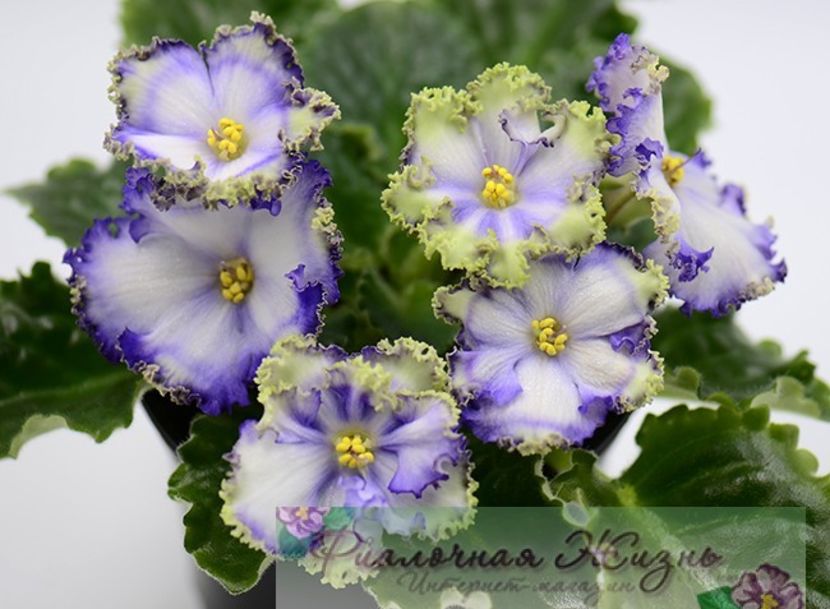 foto internet - NK Vichna Molodist