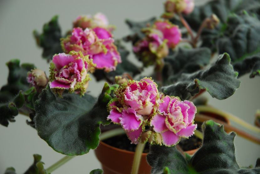 foto internet - LE Sestra Korolevy