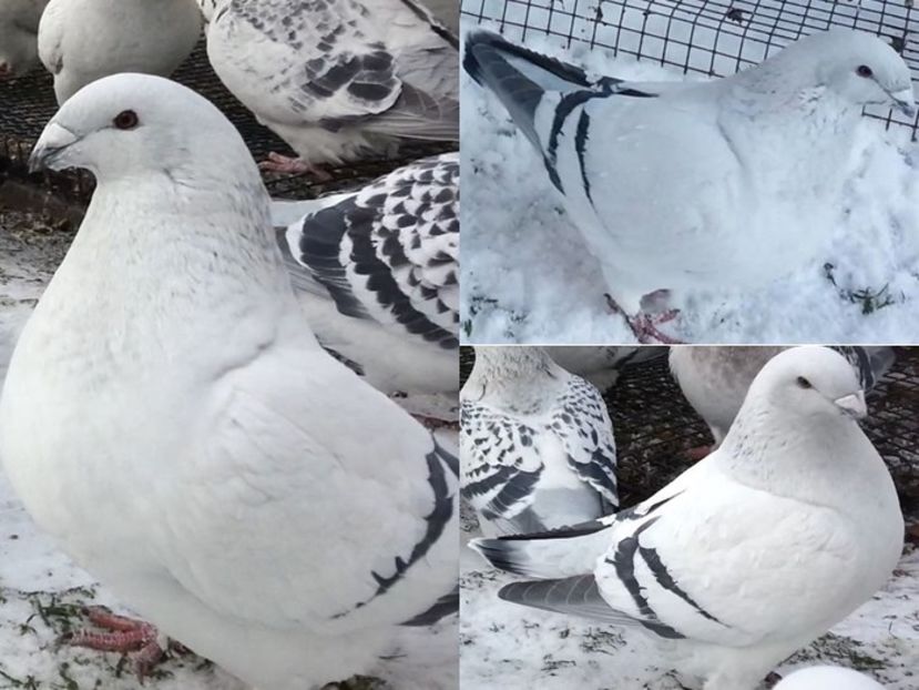 PL/21-JRS8 - a- SAMICZKI -Females