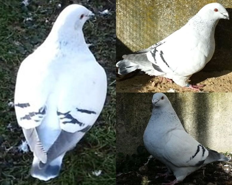 PL/18-JRS12 - a- SAMICZKI -Females