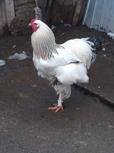 MVIMG_20230218_171742557 - Brahma