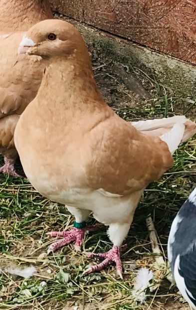 F2019 - Achiziții pt 2023