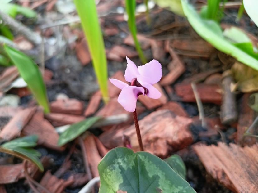 Cyclamen coum - Grădina 2023