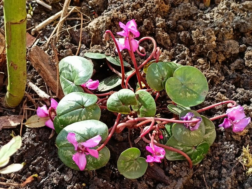 Cyclamen coum - Grădina 2023