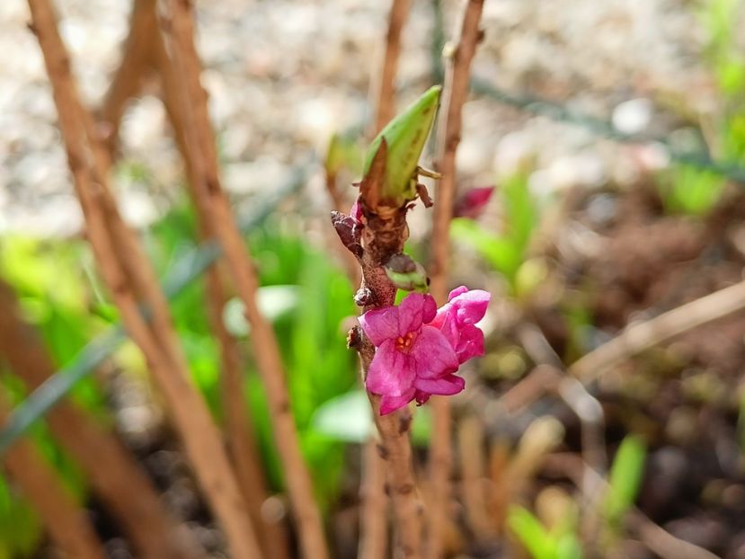 Daphne mezereum rubra - Grădina 2023