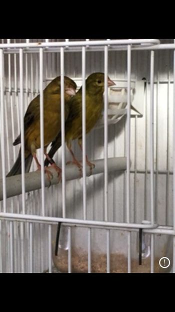 Timbrado - Timbrado spaniol de cintec continu clasic 2023