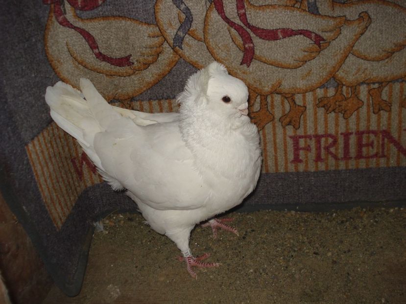 m A8-21 U 709 - albi monocolor