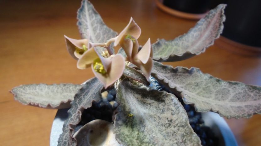  - Suculente-Agave-Yucca si Dracaena 2022-2023