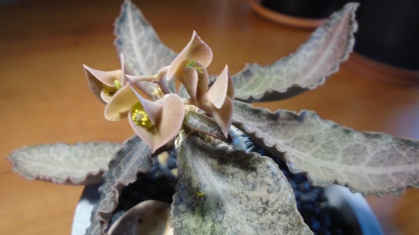  - Suculente-Agave-Yucca si Dracaena 2022-2023