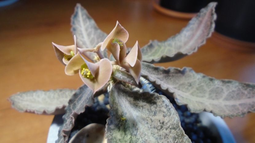  - Suculente-Agave-Yucca si Dracaena 2022-2023