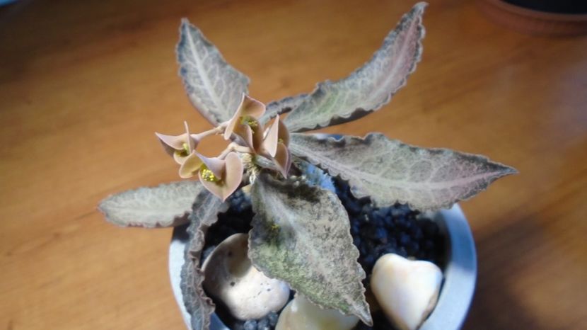  - Suculente-Agave-Yucca si Dracaena 2022-2023