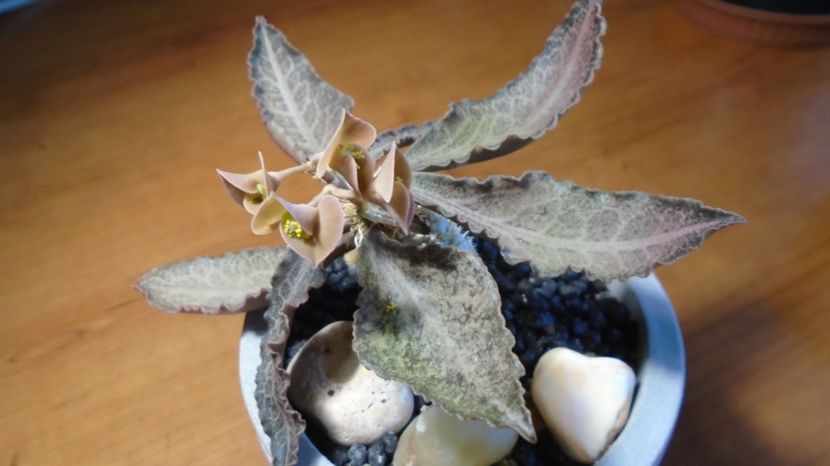  - Suculente-Agave-Yucca si Dracaena 2022-2023