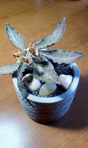  - Suculente-Agave-Yucca si Dracaena 2022-2023