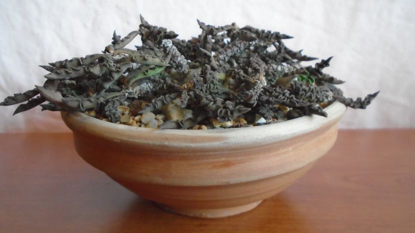  - Suculente-Agave-Yucca si Dracaena 2022-2023