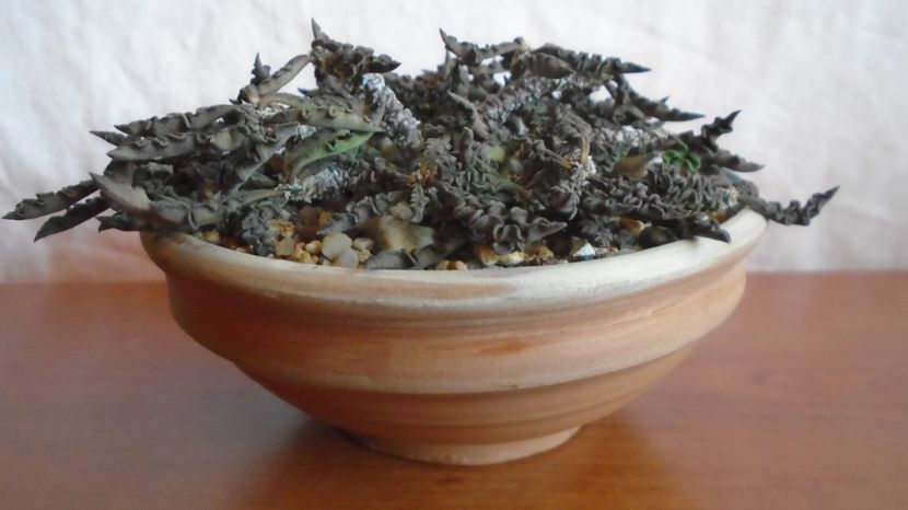  - Suculente-Agave-Yucca si Dracaena 2022-2023