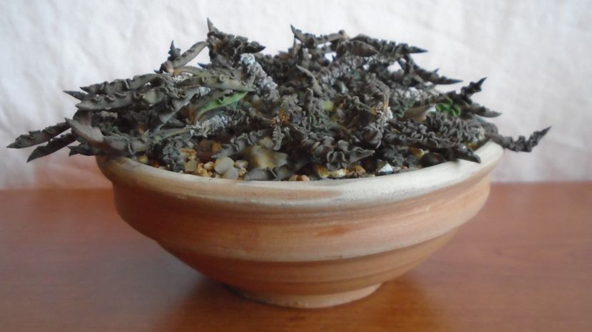  - Suculente-Agave-Yucca si Dracaena 2022-2023