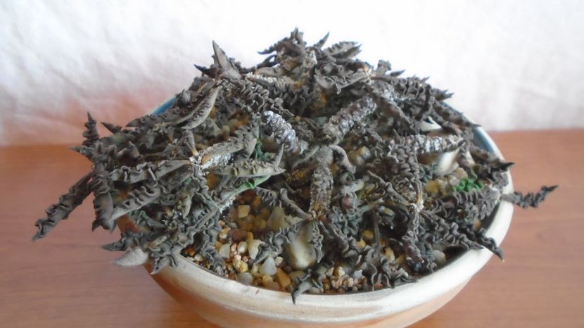  - Suculente-Agave-Yucca si Dracaena 2022-2023