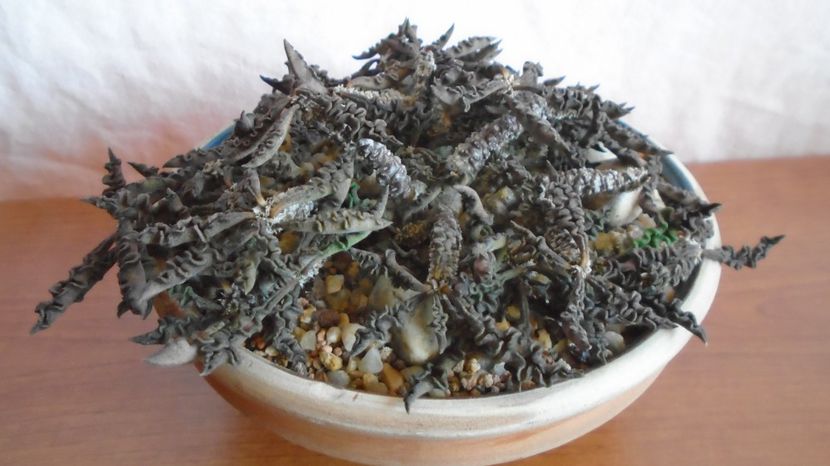  - Suculente-Agave-Yucca si Dracaena 2022-2023